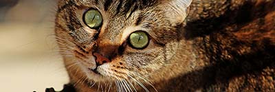 mejores veterinarios madrid