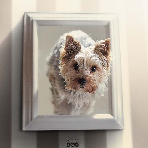 veterinario madrid centro