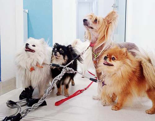 veterinario yorkshire